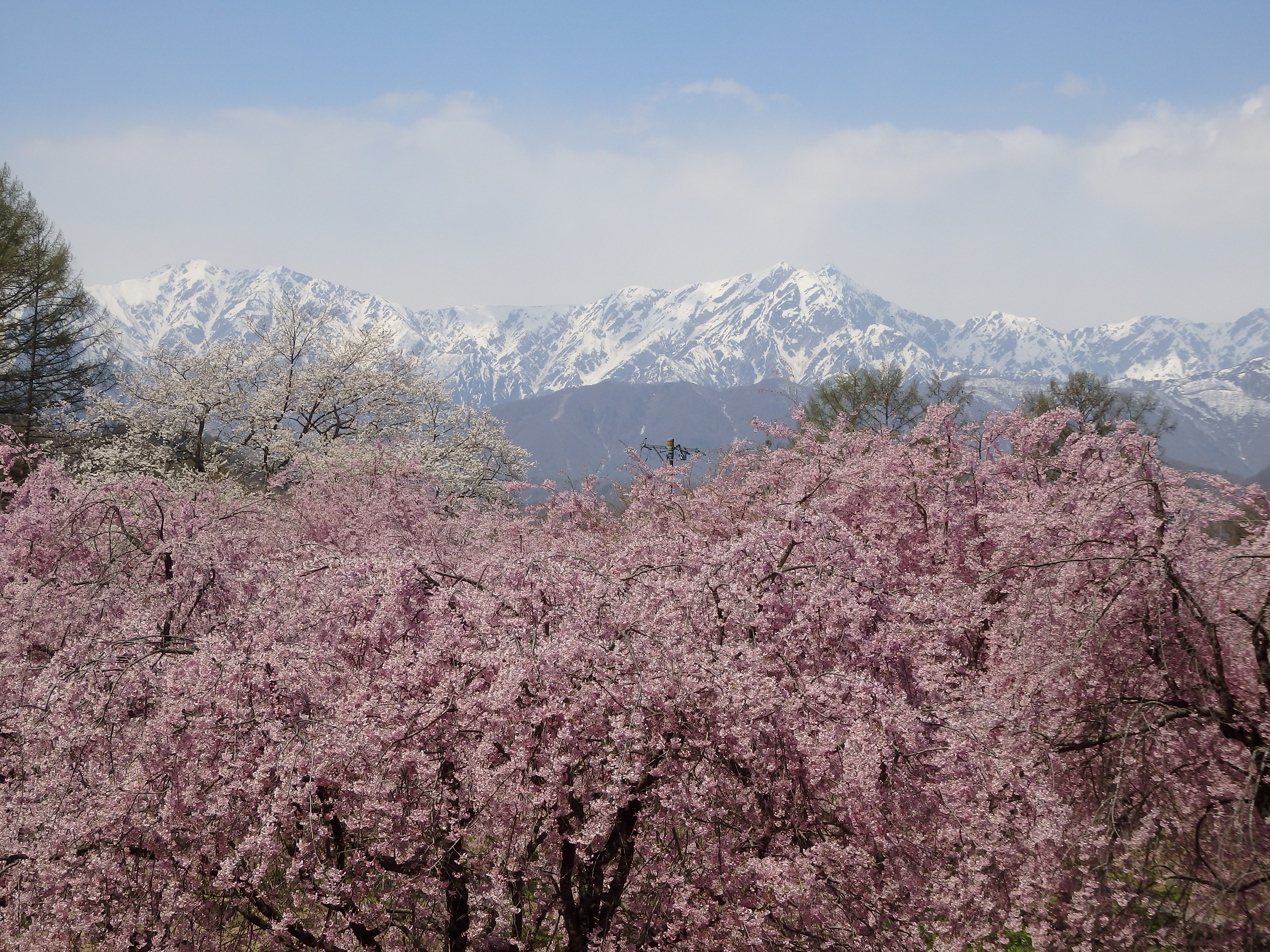 小川村の桜