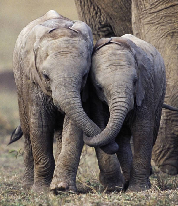 a99260_animal-photo_6-elephants-holding-trunks