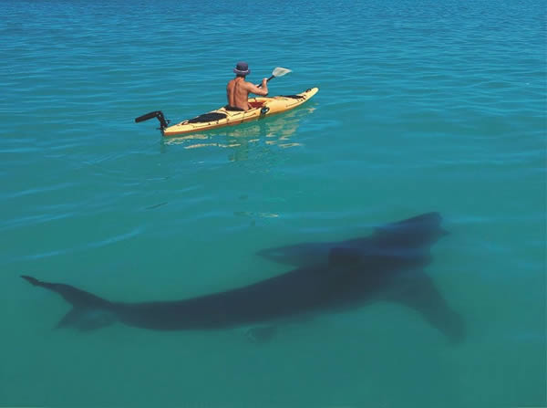 a99260_animal-photo_9-shark-kayak