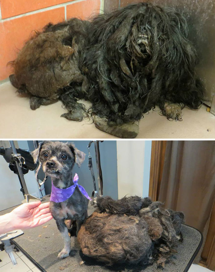 rescue-dogs-before-after-adoption-12-586658d84ae7c__700