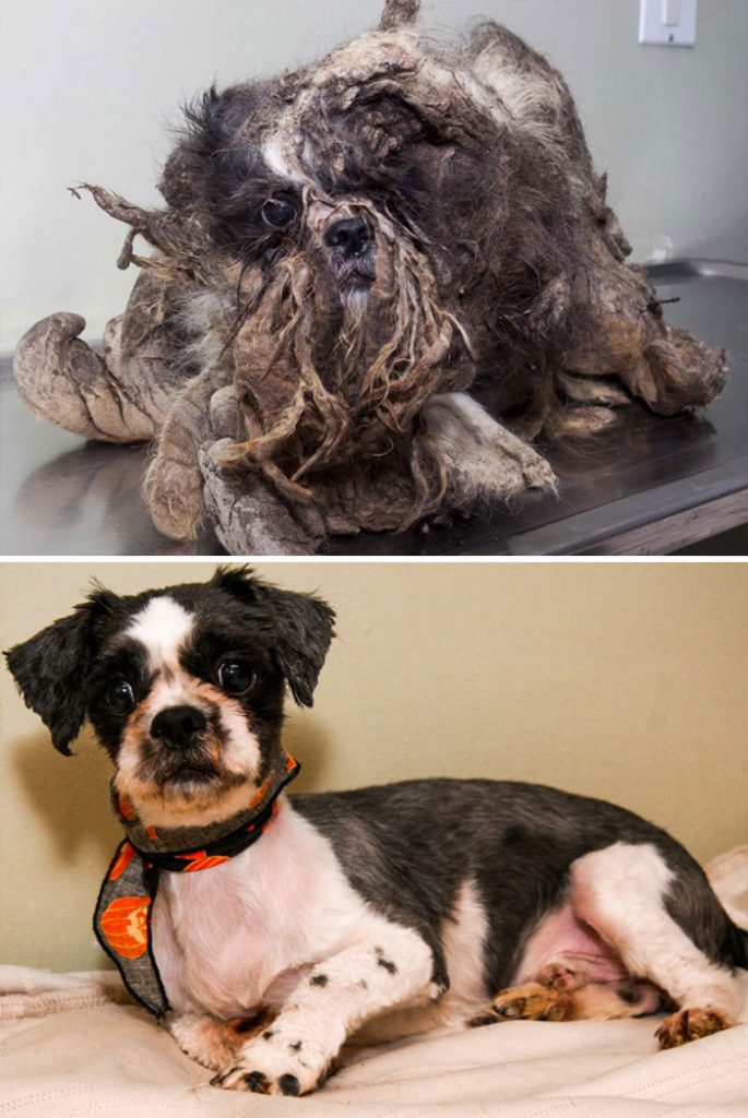 rescue-dogs-before-after-adoption-14-586658dd47a88__700