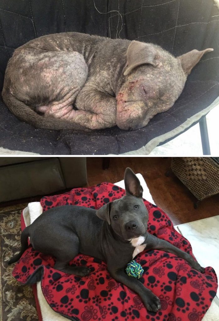 rescue-dogs-before-after-adoption-2-586658bfae247__700