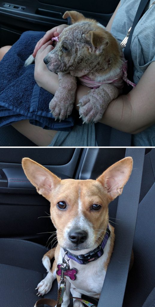 rescue-dogs-before-after-adoption-59-586a7894aa9b7__700