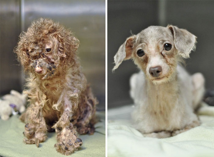 rescue-dogs-before-after-adoption-7-586658cc24c42__700