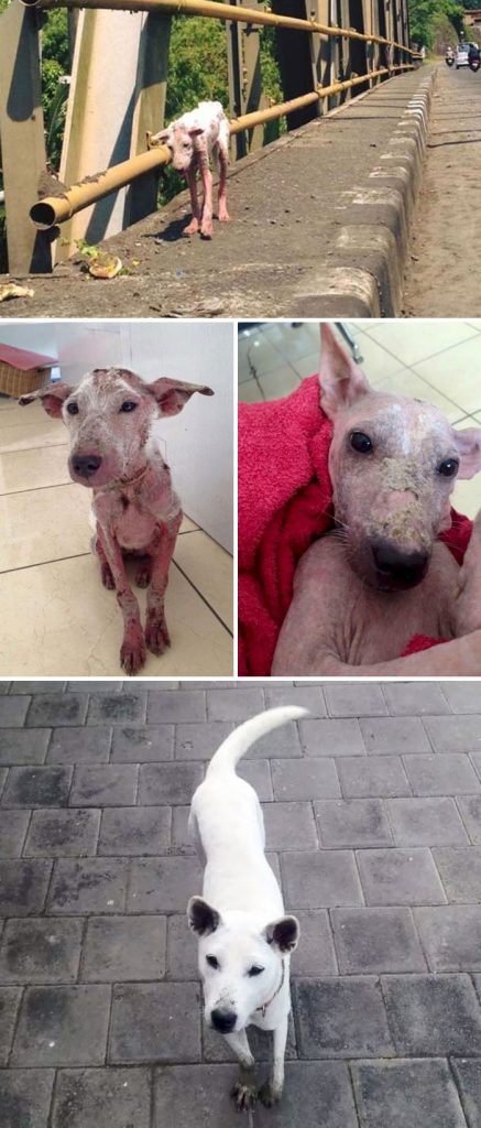 rescue-dogs-before-after-adoption-72-586b7fcf2a3c0__700