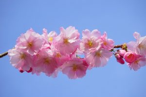 japanese-cherry-trees