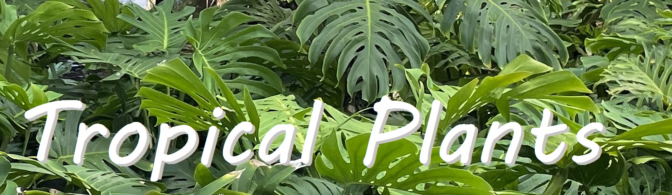 Tropilcal Plants