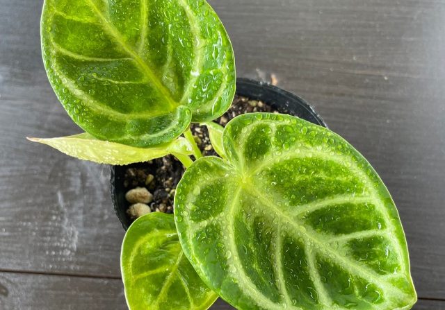 キラキラハートの葉のかわいい観葉植物「アンスリウムドラヤキ」ってっ