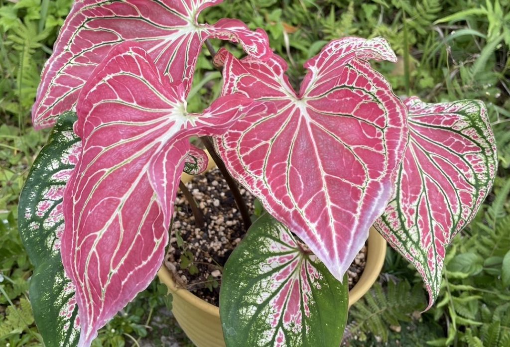 ピンクの葉が美しい観葉植物 「カラジウムピンクシンフォニー